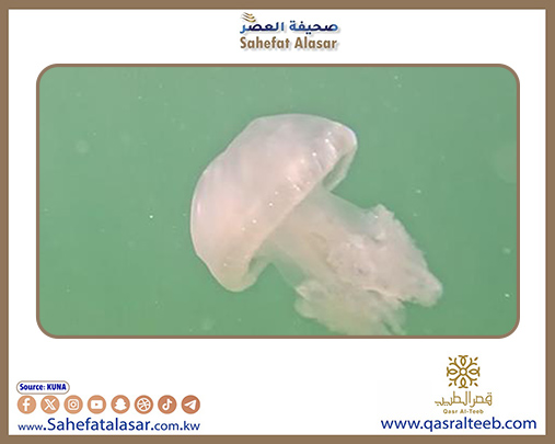 فريق الغوص الكويتي: القرش و(الدول) تظهر بكثرة في بحر الكويت صيفا لارتفاع حرارة الماء..