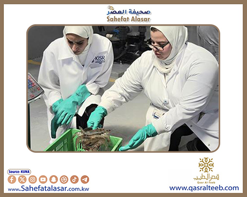 معهد الأبحاث: نجاح إنتاج وتسويق الروبيان المستزرع محليا للعام الرابع تعزيزا للأمن الغذائي..
