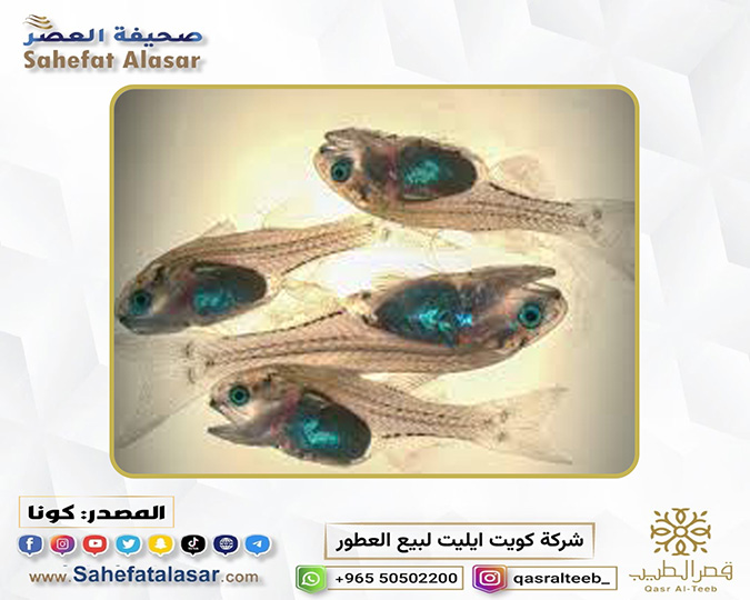 معهد الأبحاث يستزرع أسماك الشيم في الأحواض المغلقة لأول مرة بالشرق الأوسط..