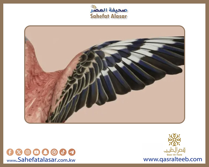جوجل تعلن رسميًا تخليها عن سوق الأجهزة اللوحية..